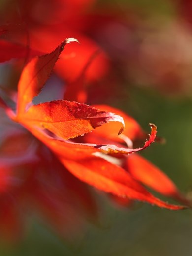 校园风景—秋韵